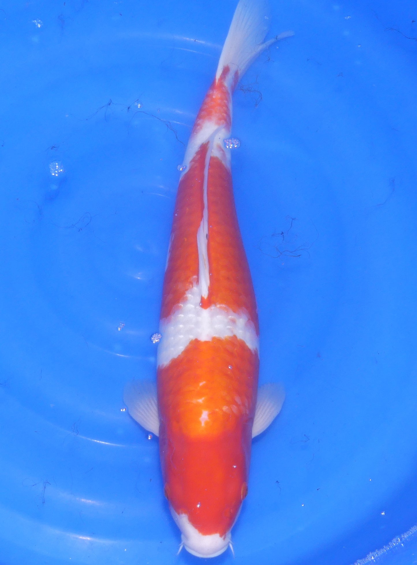 Kohaku, 58 cm, 2023, Sansai [01c124ab-c30f-49cd-84ac-cf1613fe9b4a.jpg]