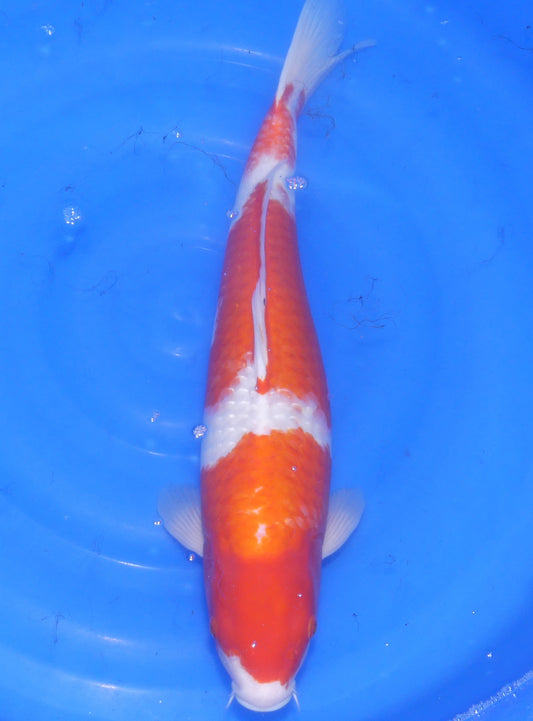 Kohaku, 58 cm, 2023, Sansai [01c124ab-c30f-49cd-84ac-cf1613fe9b4a.jpg]