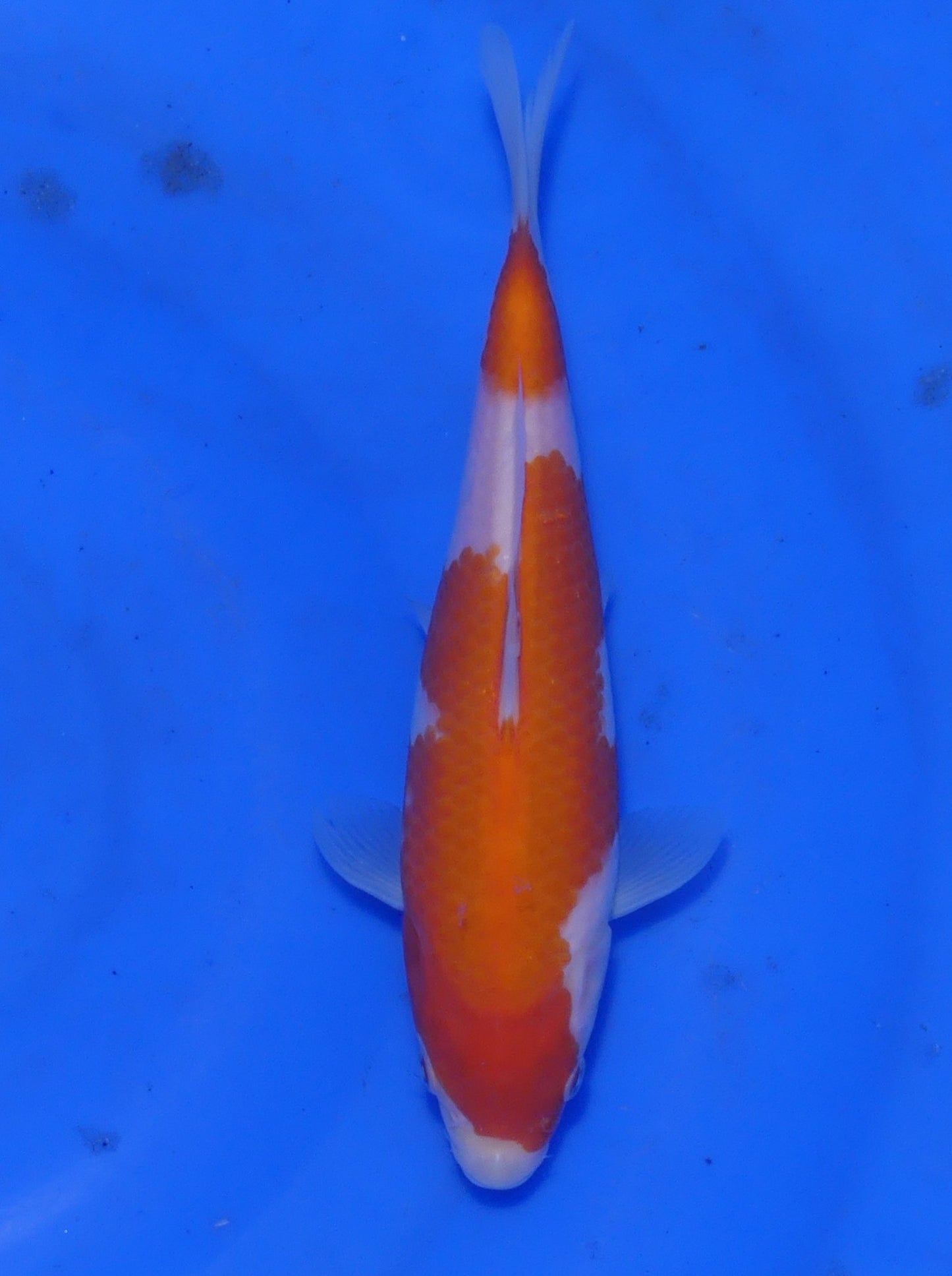 Kohaku, 20 cm, 2025, Tosai [049fb67f-9e8d-4230-be22-26520ae96709.jpg]