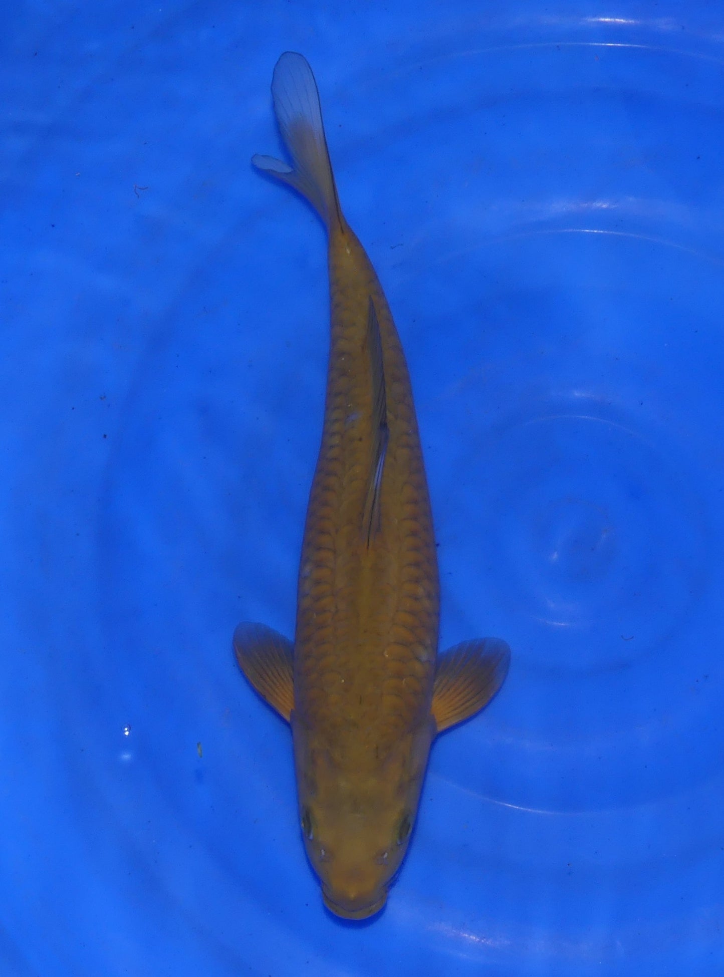 Big Scale Chagoi, 34 cm, 2024, Nisai [06736bfa-5ac9-40cb-82f2-5f81a2d0d34e.jpg]
