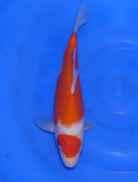 Kohaku, 22 cm, 2025, Tosai [0ae1528a-5af8-4ac4-8969-51f4ced01d55.jpg]