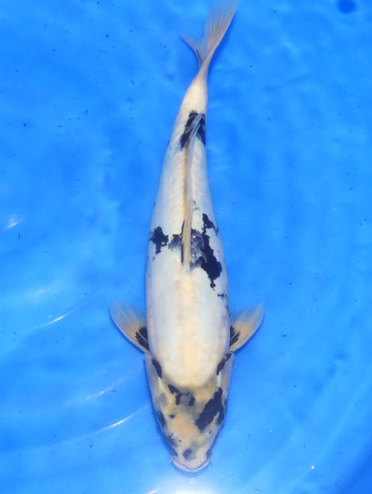 Doitsu Shiro Utsuri, 34 cm, 2025, Tosai [0c55a51e-5cea-4a7e-894e-885e2f2a0cbe.jpg]
