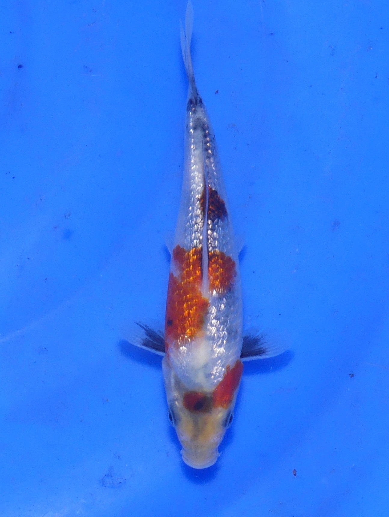 Ginrin Kindai Showa, 15 cm, 2025, Tosai [0eda0cf7-cb91-4bc4-97d5-1cc2f8efcf66.jpg]