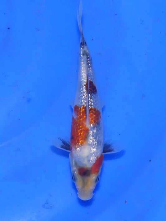 Ginrin Kindai Showa, 15 cm, 2025, Tosai [0eda0cf7-cb91-4bc4-97d5-1cc2f8efcf66.jpg]