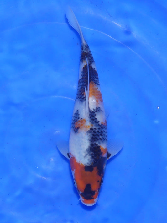 Showa, 21 cm, 2025, Tosai [111e4c49-5c8f-4fd9-821a-7a4e36e32195.jpg]