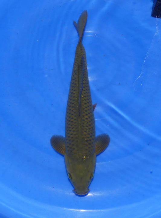 Chagoi, 34 cm, 2024, Tosai