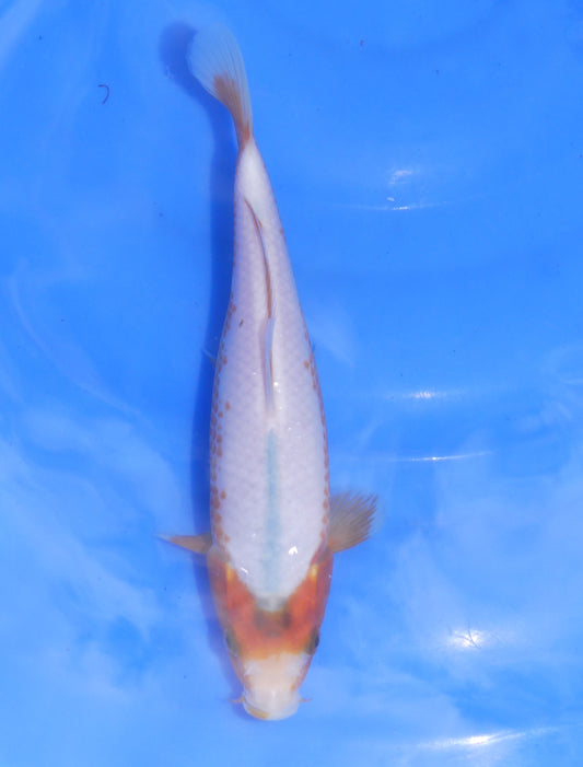 Asagi, 30 cm, 2024, Tosai