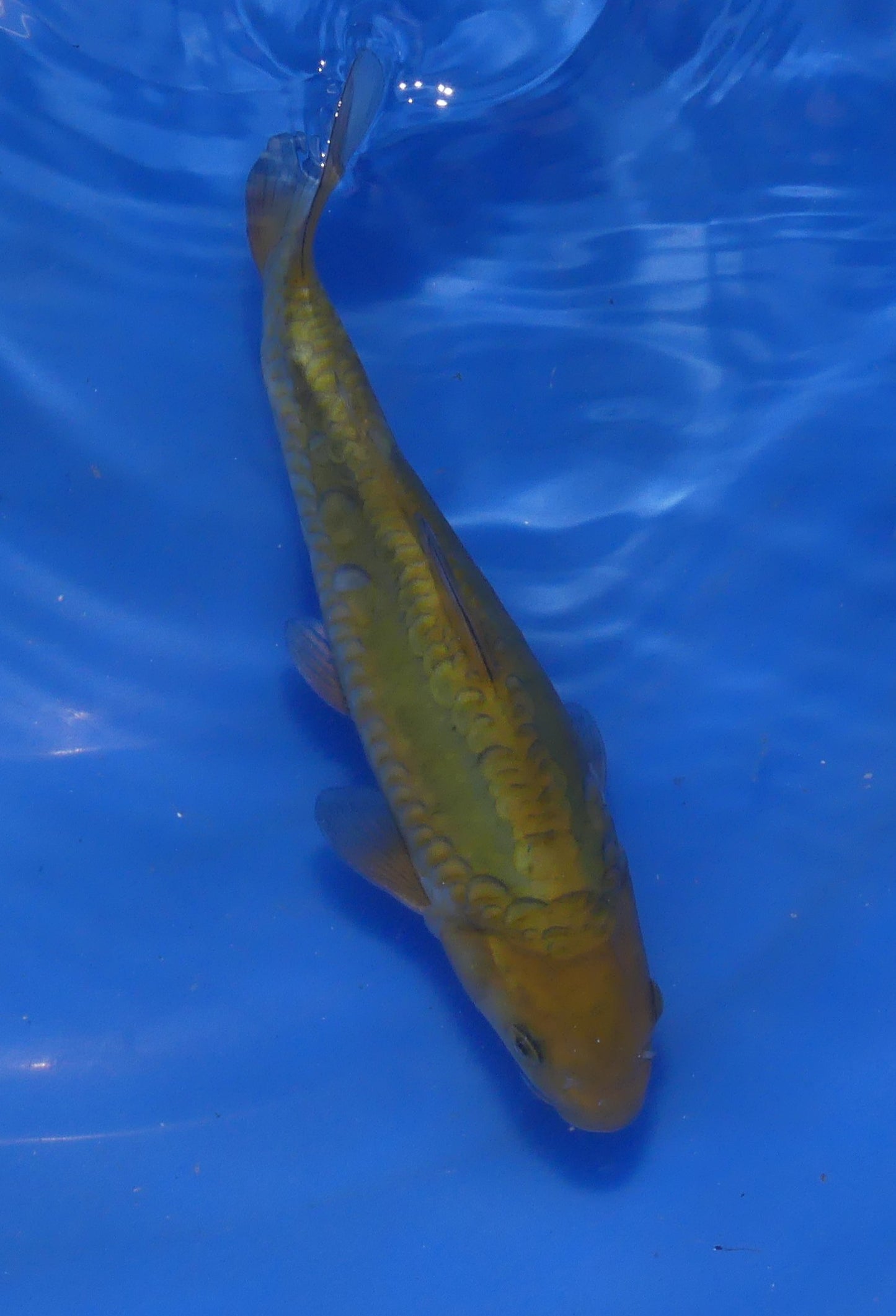 Doitsu Chagoi, 23 cm, 2024, Tosai