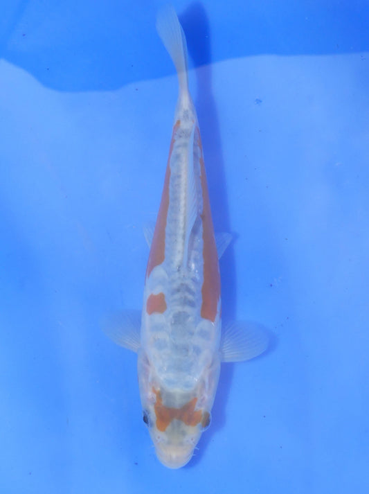 Shusui, 22 cm, 2024, Tosai