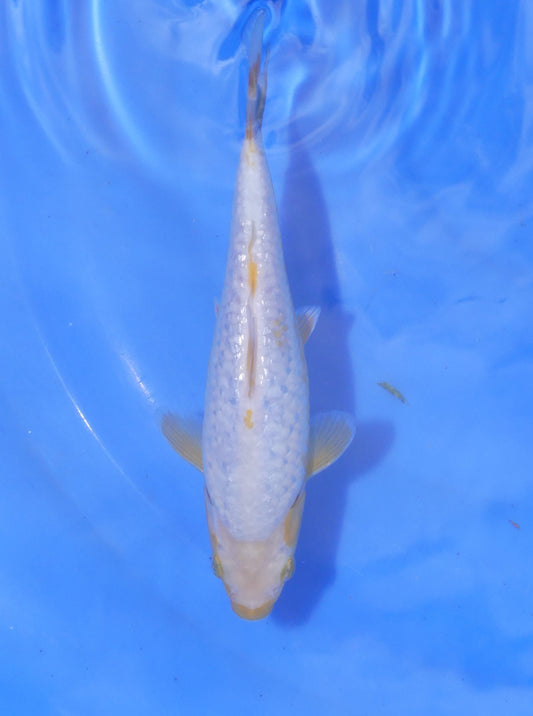 Ginrin Koyo, 22 cm, 2024, Tosai
