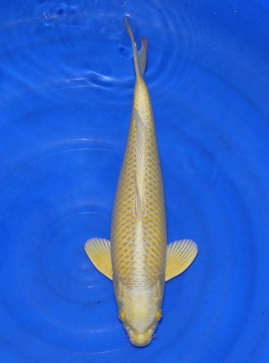 Yamabuki Ogon, 39 cm, 2024, Nisai, weiblich [1f694211-846f-4f04-9bbd-47326f3c194a.jpg]