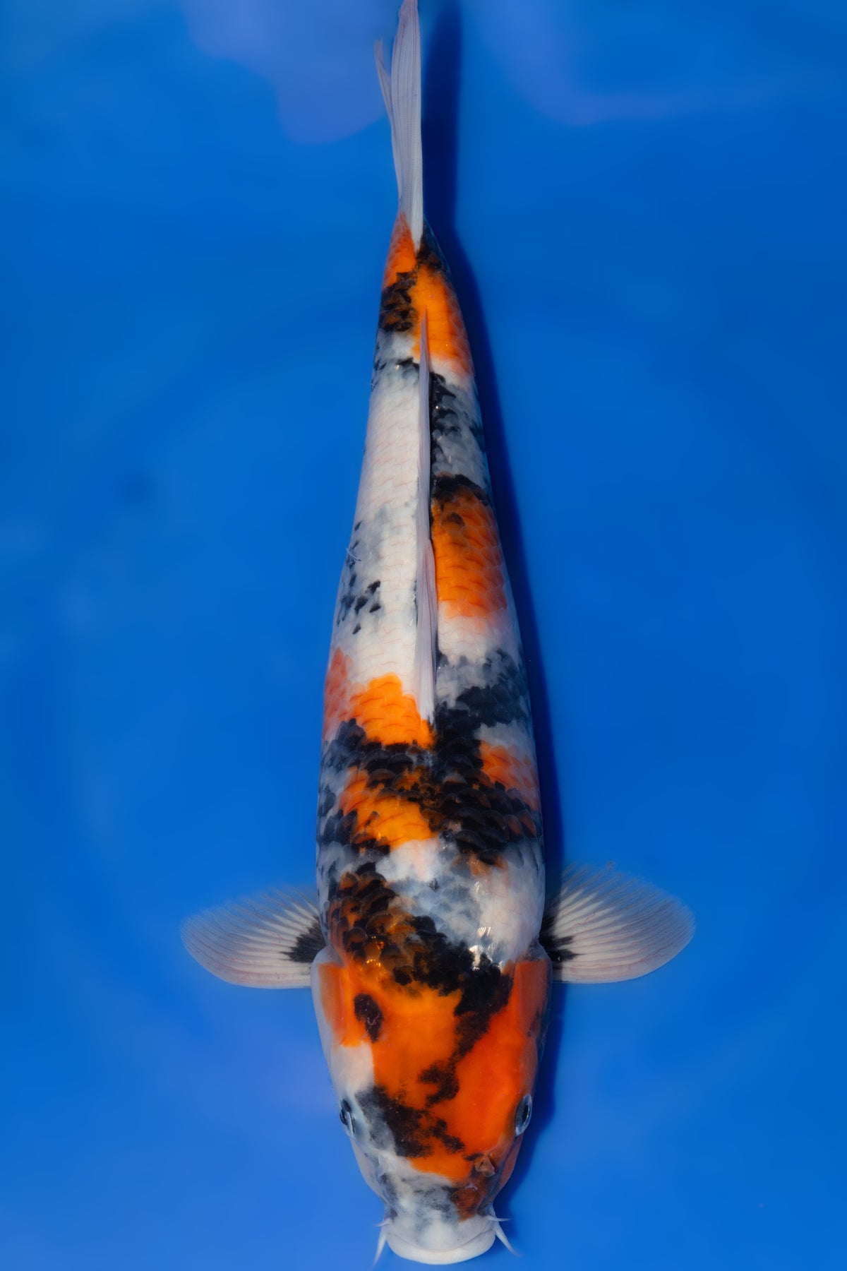 Showa, 40 cm, 2025, Tosai [21a7cc5b-f2e4-4737-9e1d-c395c14c0e23.jpg]