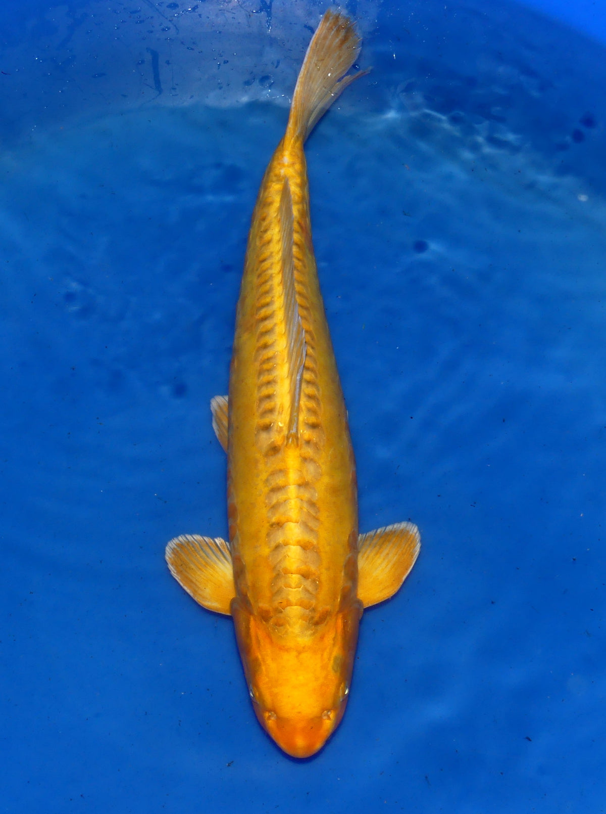 Doitsu Yamabuki, 63 cm, 2023, Sansai [235d37ce-421d-4980-b03c-aa7e17ac555b.jpg]