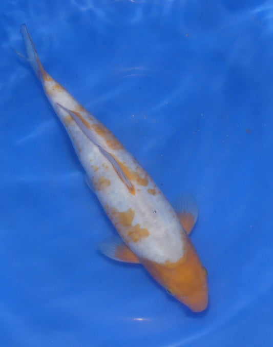 Doitsu Koyo, 45 cm, 2024, Tosai