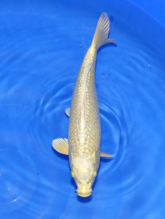 Ginrin Yamabuki, 31 cm, 2024, Tosai
