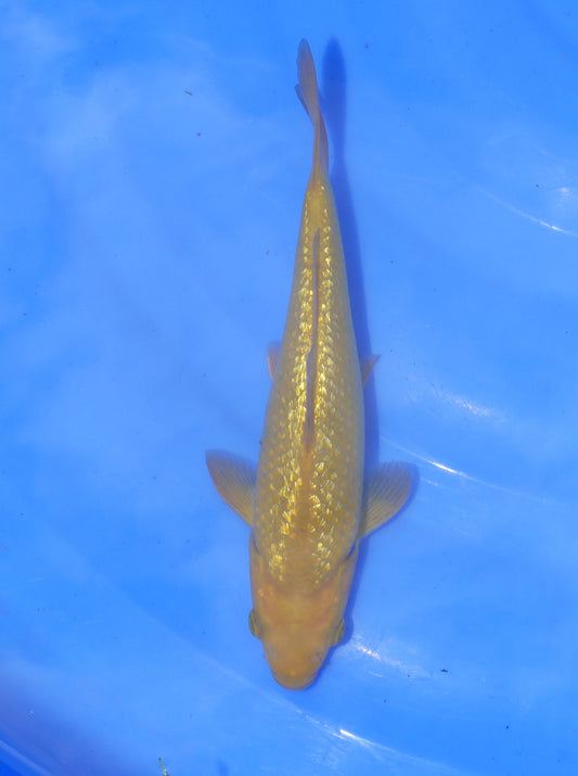 Ginrin Mango Chagoi, 20 cm, 2024, Tosai