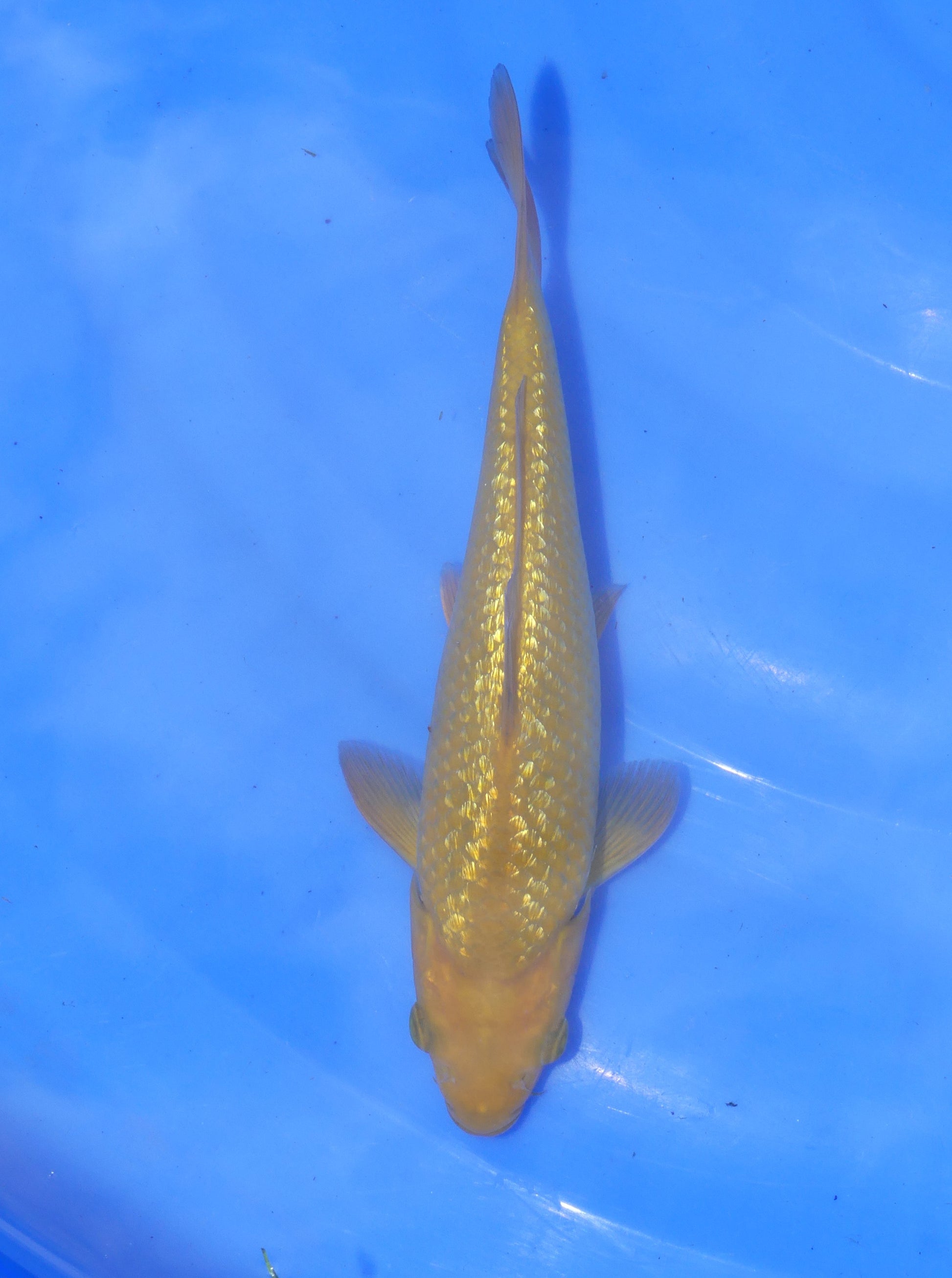 Ginrin Mango Chagoi, 20 cm, 2024, Nisai [2912b730-ca7d-48fa-b799-b5d5fbadac78.jpg]