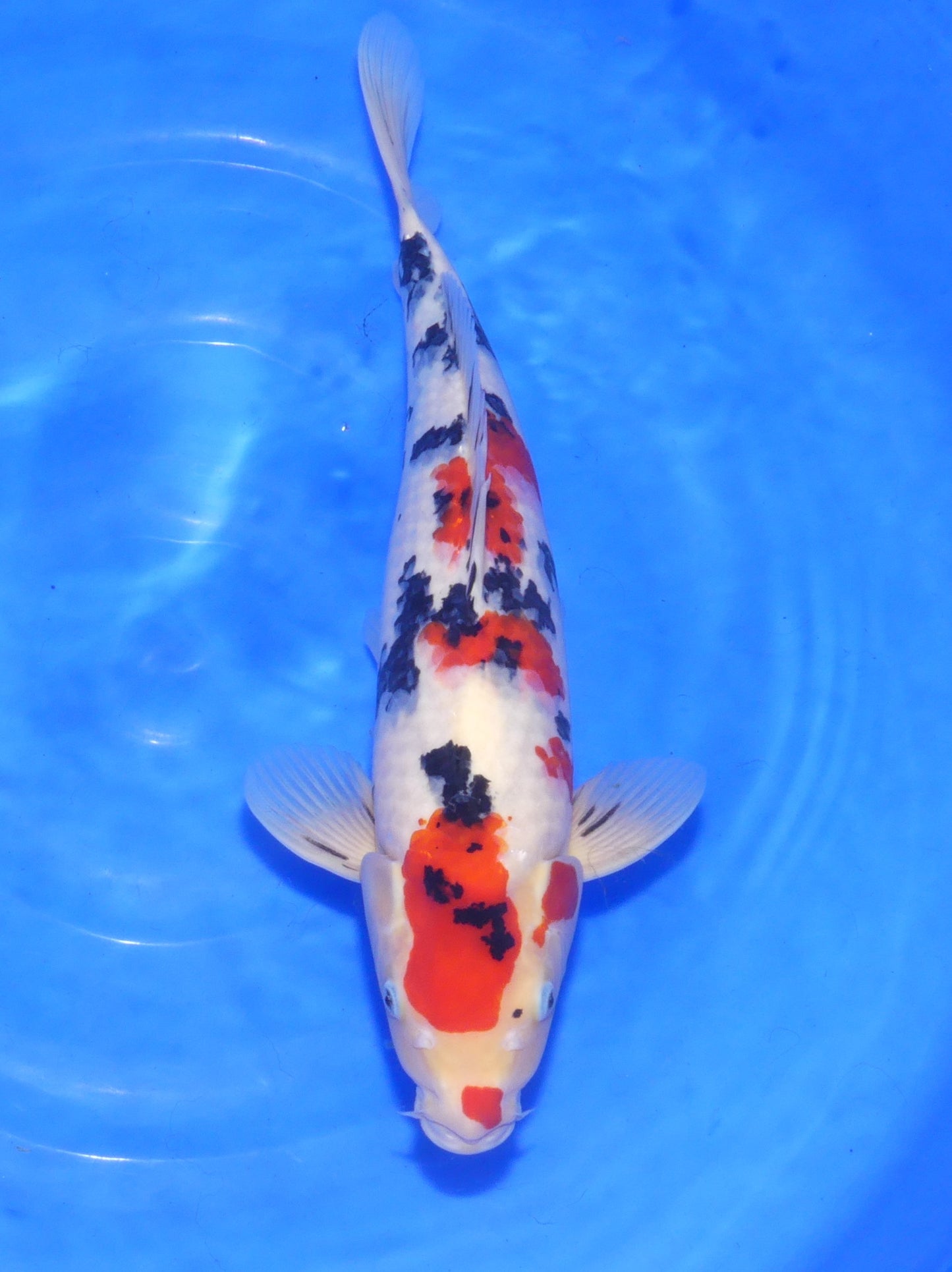 Sanke, 46 cm, 2024, Tosai [2985e701-e079-4af0-bd47-d0cca7935ba3.jpg]