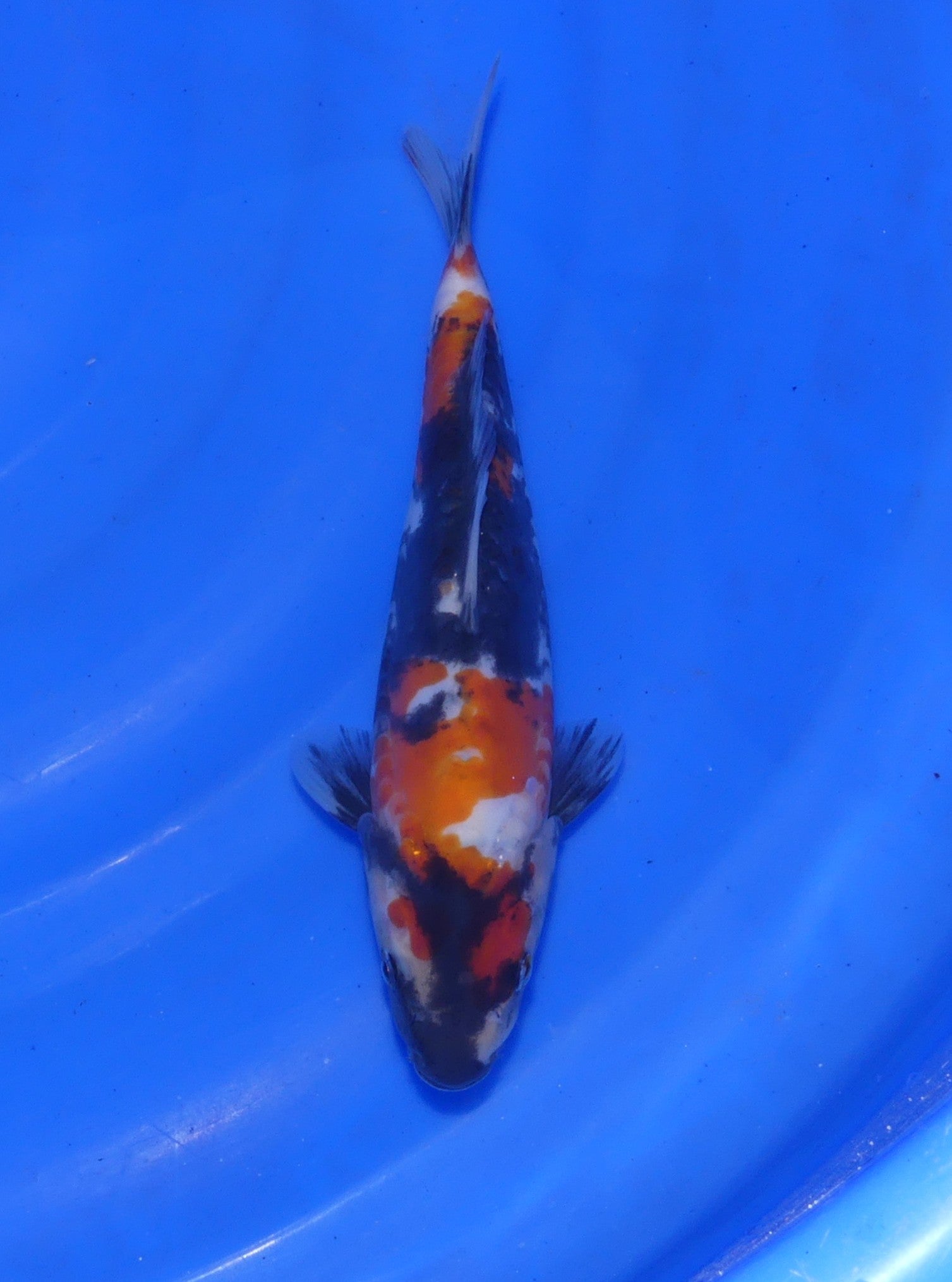 Doitsu Showa, 23 cm, 2025, Tosai [29ed3873-7a66-4301-90bb-8ede238cc418.jpg]