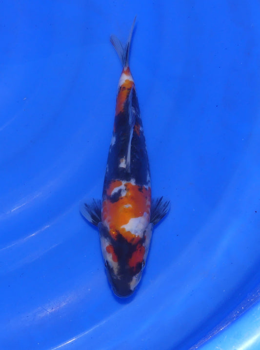 Doitsu Showa, 23 cm, 2025, Tosai [29ed3873-7a66-4301-90bb-8ede238cc418.jpg]
