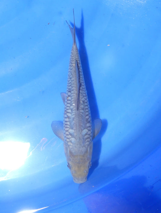 Big Scale Doitsu Soragoi, 22 cm, 2024, Tosai