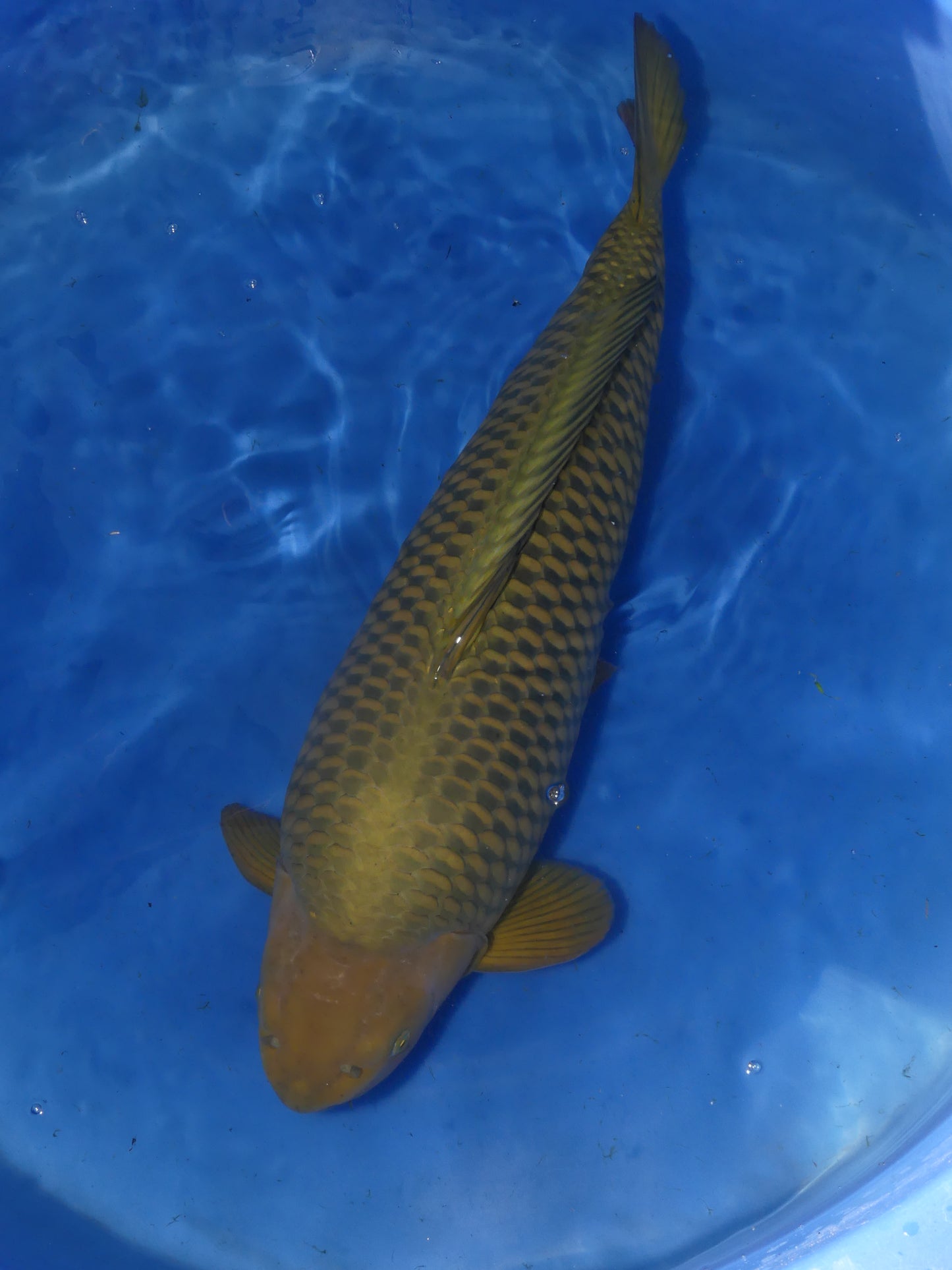 Chagoi, 72 cm, 2021, Yonsai, männlich