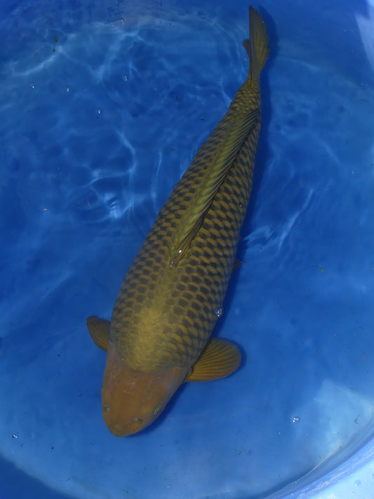 Chagoi, 72 cm, 2021, Gonsai, männlich [3450a532-ba7a-4148-b26b-6a686b5b60a0.jpg]