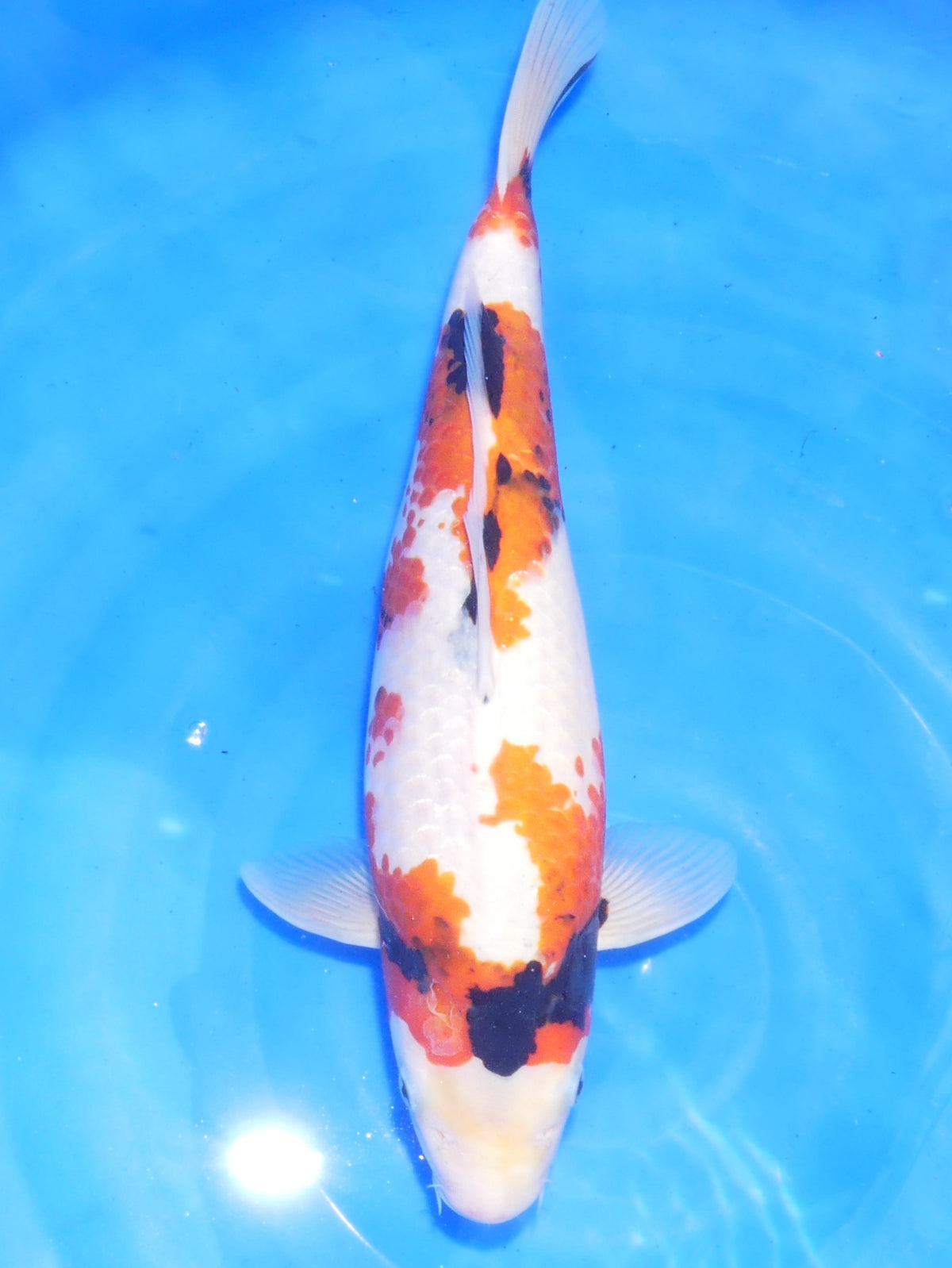 Showa, 40 cm, 2025, Tosai [35c3b8df-f4d9-403a-a428-3a08d199f9a0.jpg]