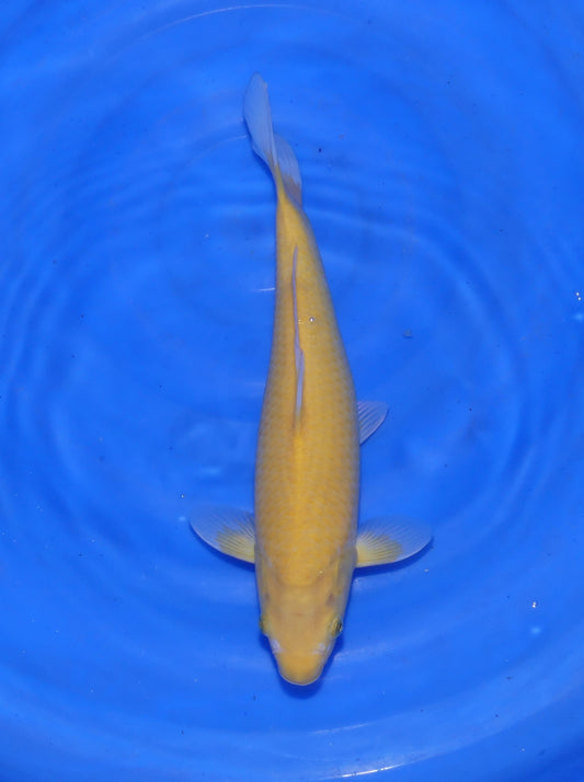 Karashigoi, 34 cm, 2024, Nisai [39d048fe-261f-4c59-b10d-d8afb3aef524.jpg]