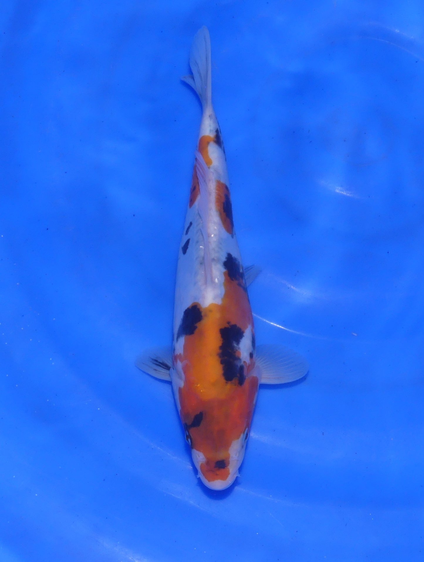 Doitsu Showa, 24 cm, 2025, Tosai [3b1e25d0-57f5-406a-8479-43cd4acdada5.jpg]