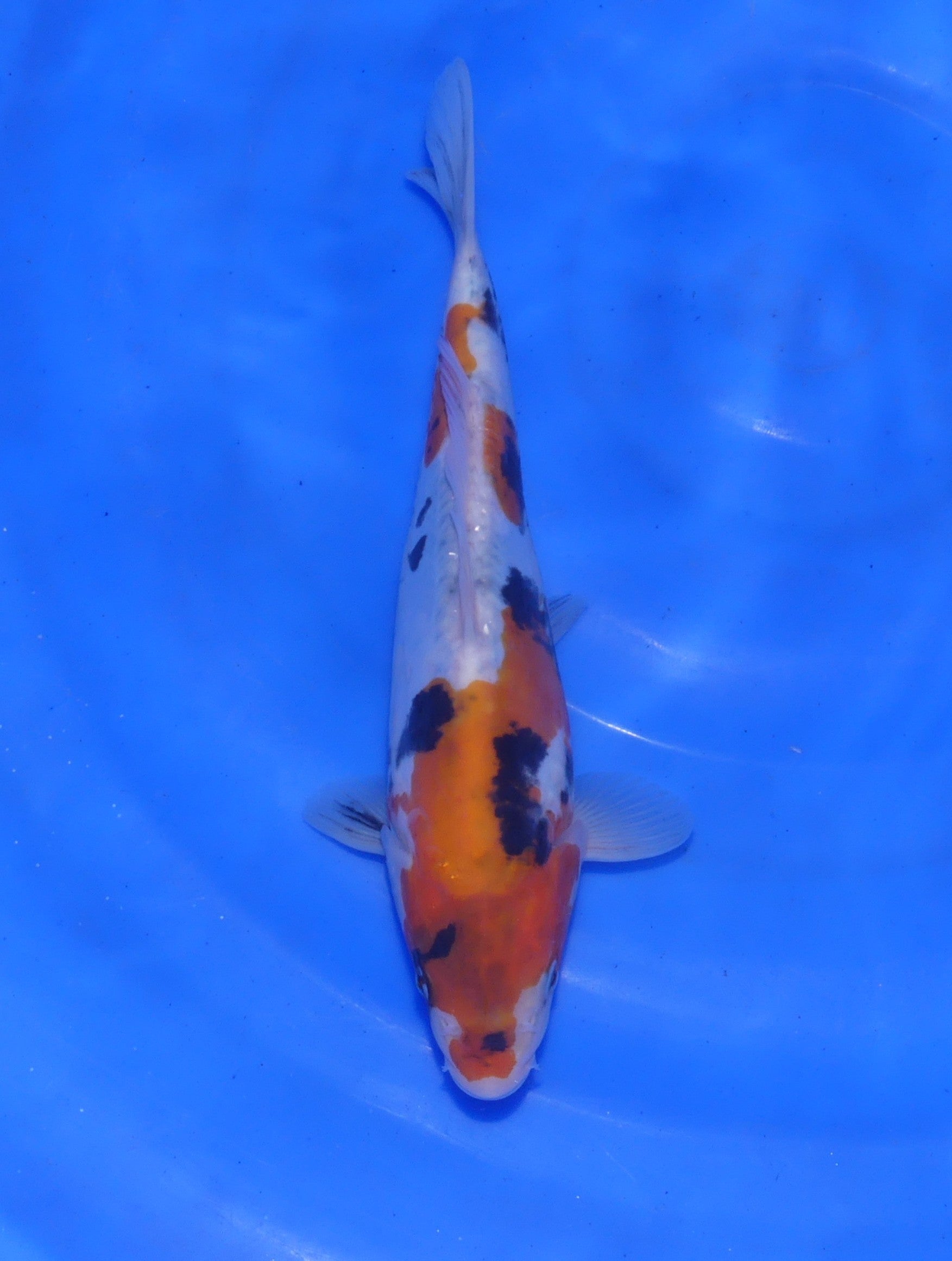 Doitsu Showa, 24 cm, 2025, Tosai [3b1e25d0-57f5-406a-8479-43cd4acdada5.jpg]