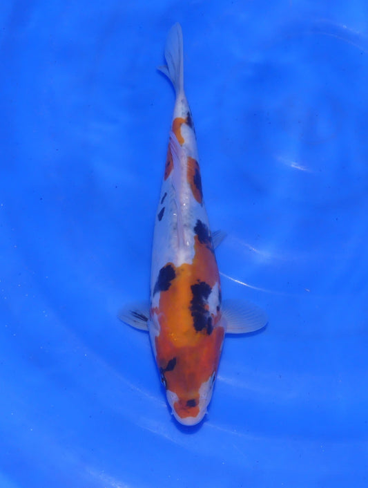 Doitsu Showa, 24 cm, 2025, Tosai [3b1e25d0-57f5-406a-8479-43cd4acdada5.jpg]