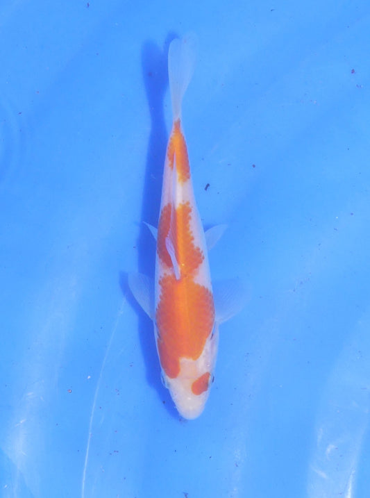 Kohaku, 14 cm, 2024, Tosai
