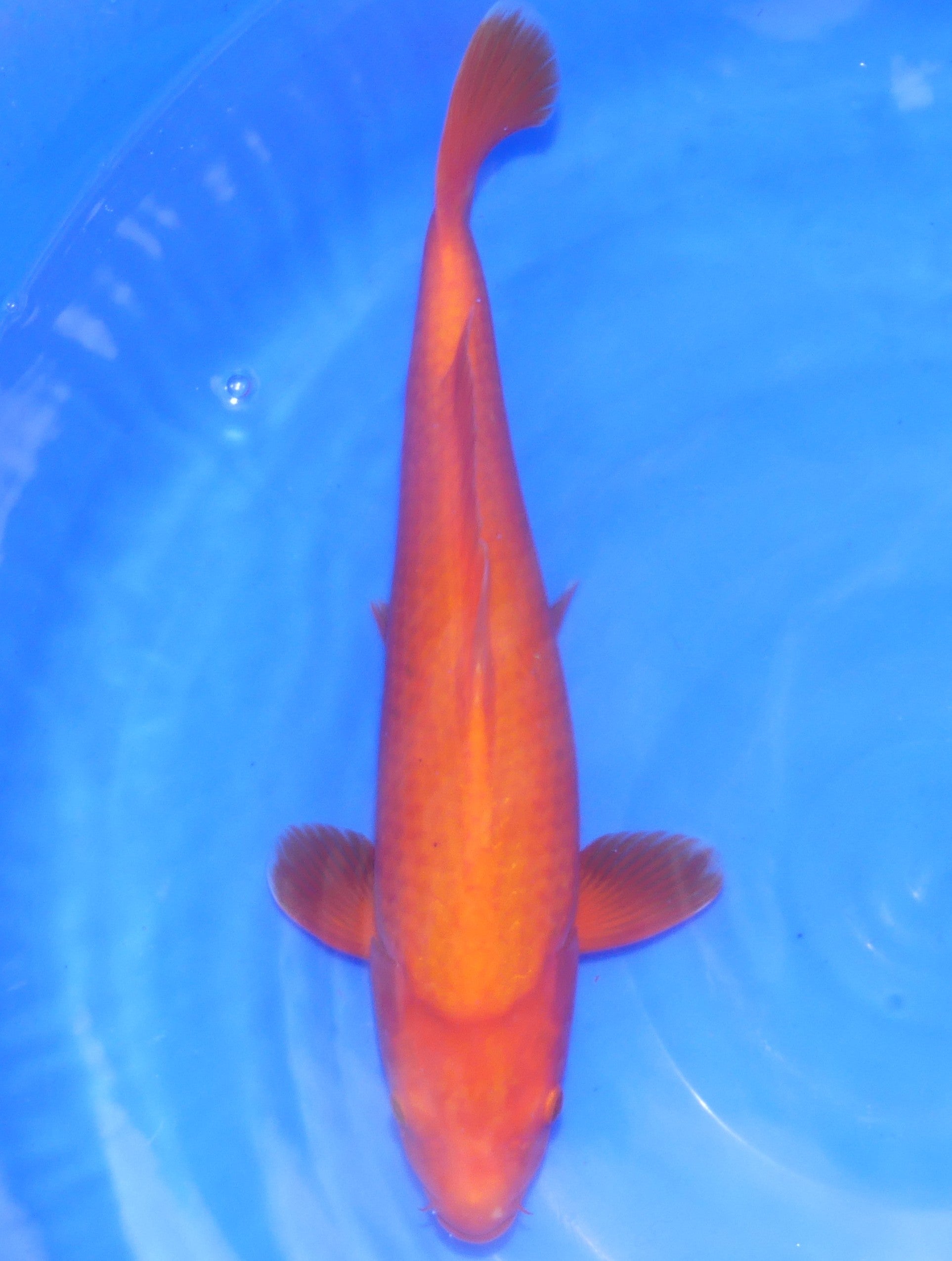 Benigoi, 45 cm, 2024, Nisai [3fba232e-3a23-4b4d-aa6d-ef76699b0102.jpg]