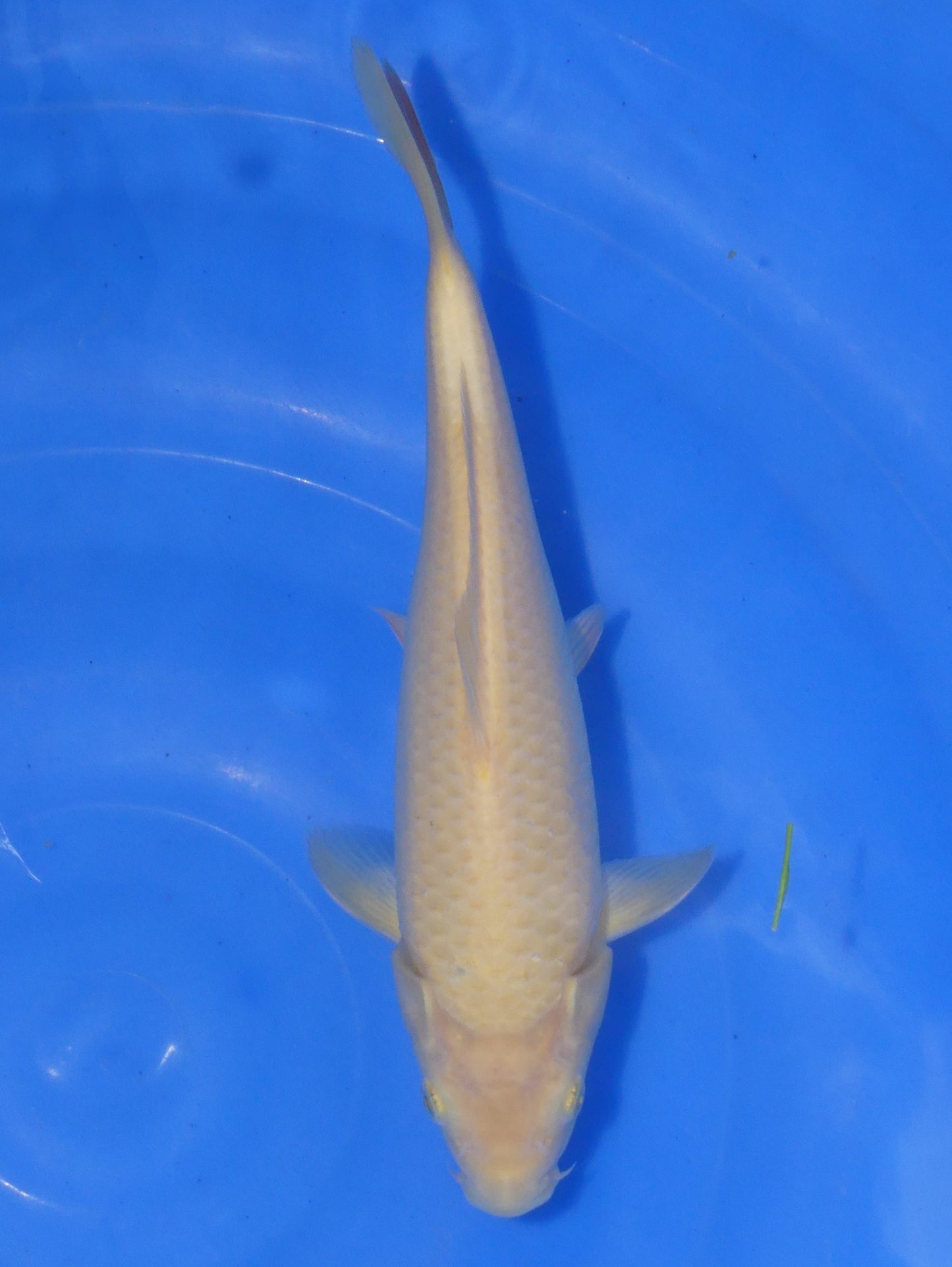 Karashigoi, 24 cm, 2024, Nisai [4383f281-2080-45db-a48d-2ff8bf87cfd3.jpg]