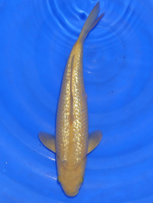 Ginrin Karashigoi, 36 cm, 2024, Nisai, weiblich [48ab9852-3662-46c8-b229-7ac46a616ed1.jpg]
