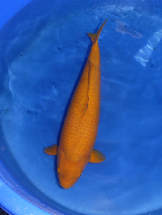 Mango Chagoi, 67 cm, 2022, Yonsai, weiblich [4a219739-e6b7-4c81-baf2-24e09a0b5b94.jpg]