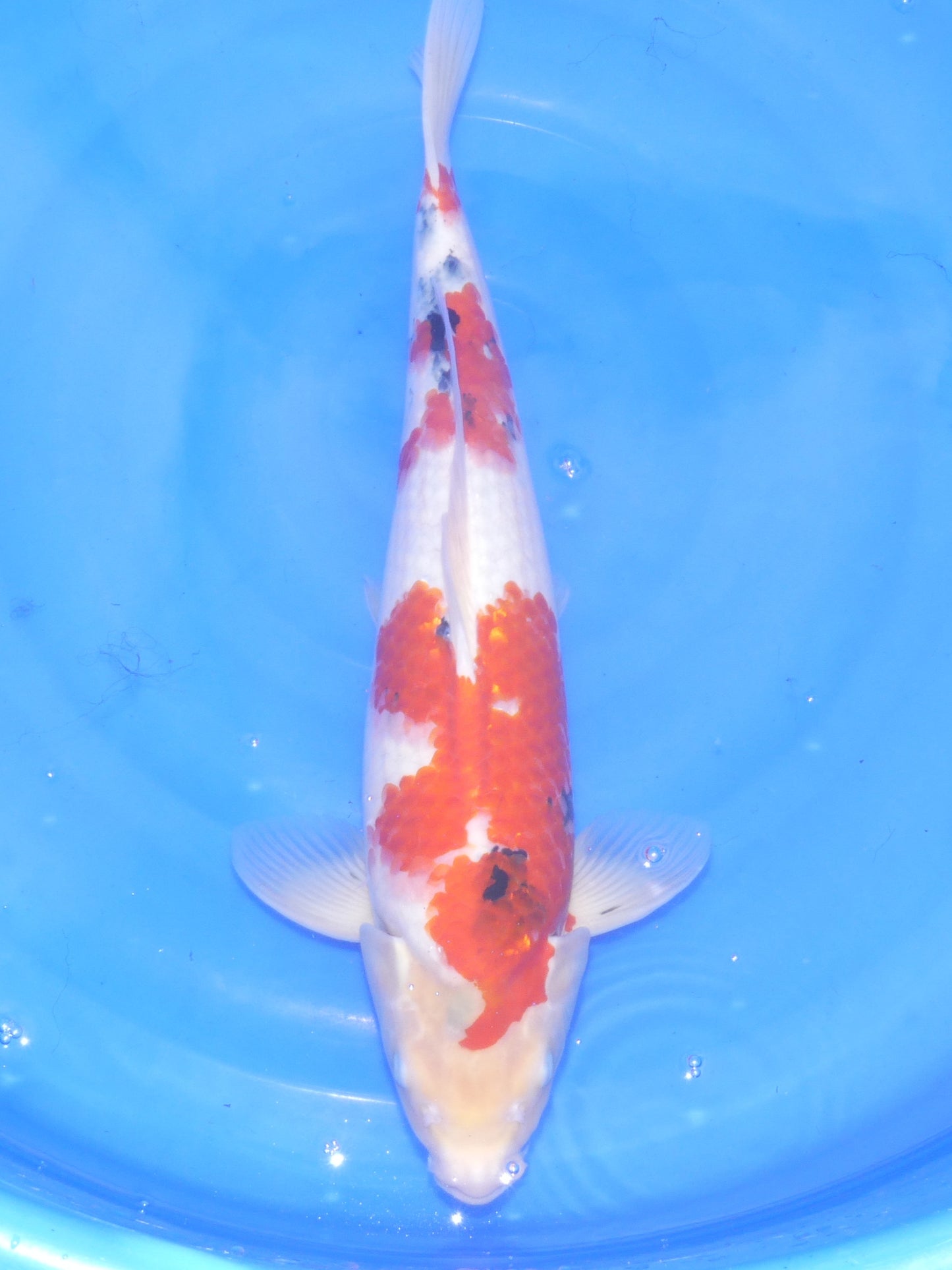 Sanke, 50 cm, 2024, Nisai, männlich [4c39f355-86b3-4048-b3c8-2770107f693f.jpg]