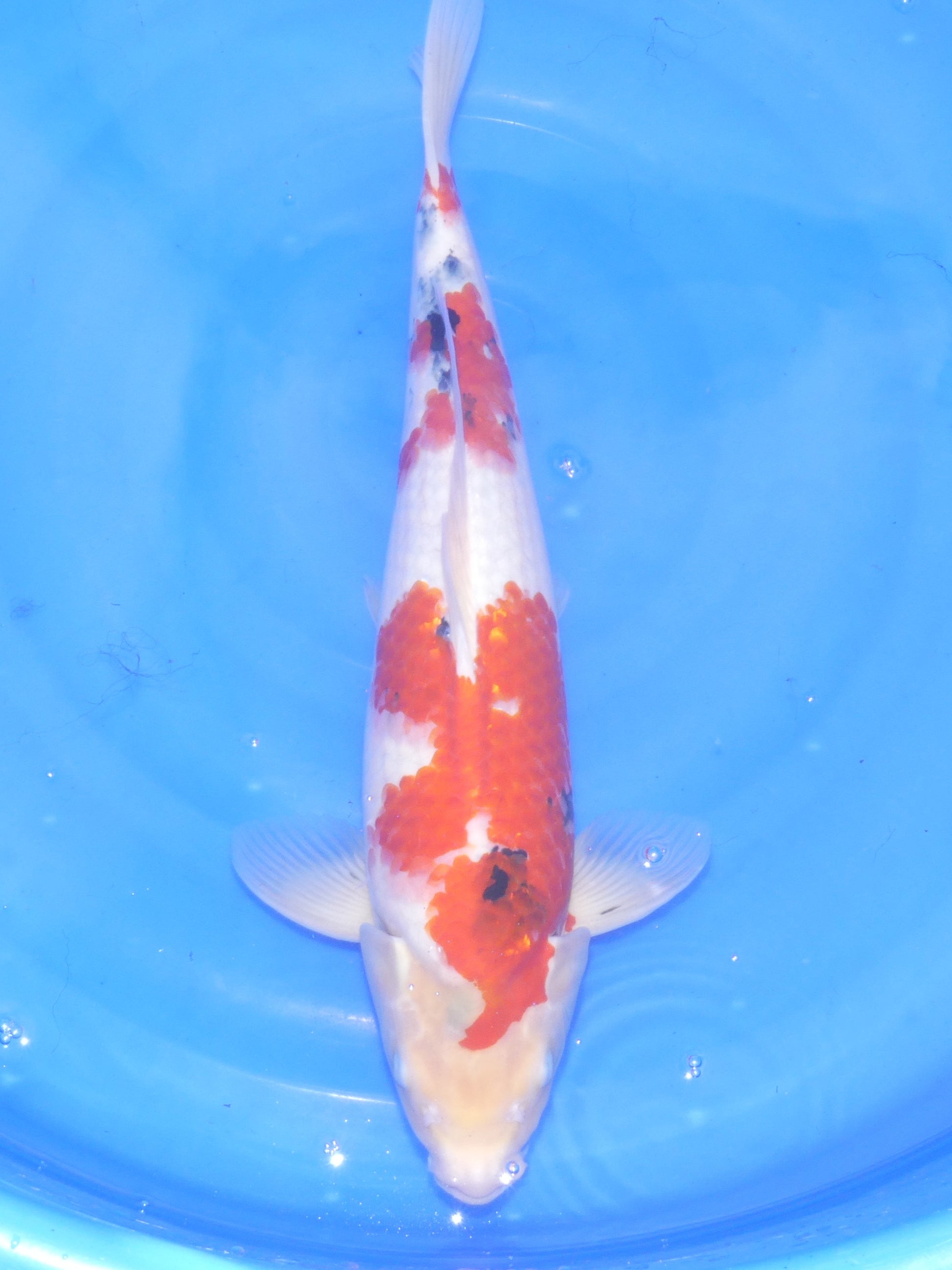 Sanke, 50 cm, 2024, Nisai, männlich [4c39f355-86b3-4048-b3c8-2770107f693f.jpg]