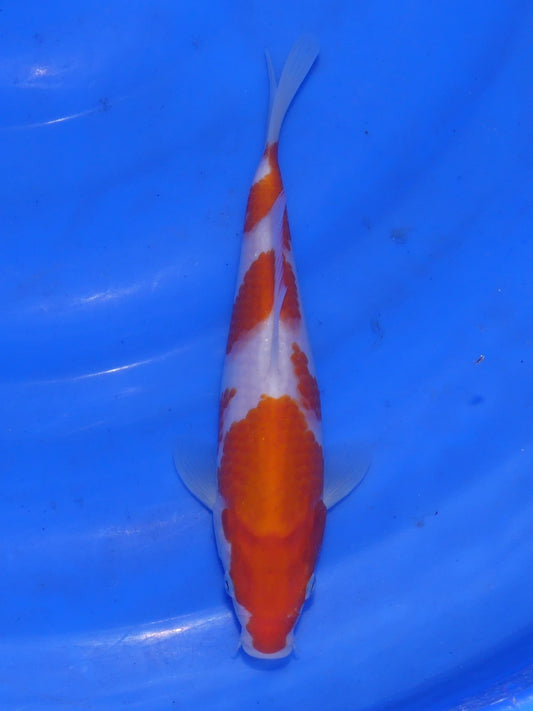 Kohaku, 20 cm, 2025, Tosai [4f907cf1-c497-4d29-8bc7-5f03796c087b.jpg]