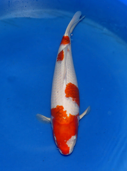 Koromo, 61 cm, 2023, Sansai [53f98d5f-a18c-4830-aa73-43b7b2d9ca74.jpg]