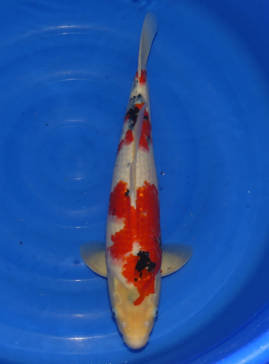 Sanke, 54 cm, 2024, Nisai, männlich [580a91a0-9d6f-4a07-9532-ffdc582e77d5.jpg]