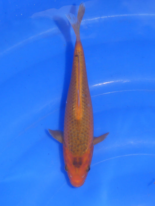 Matsuba, 21 cm, 2024, Tosai