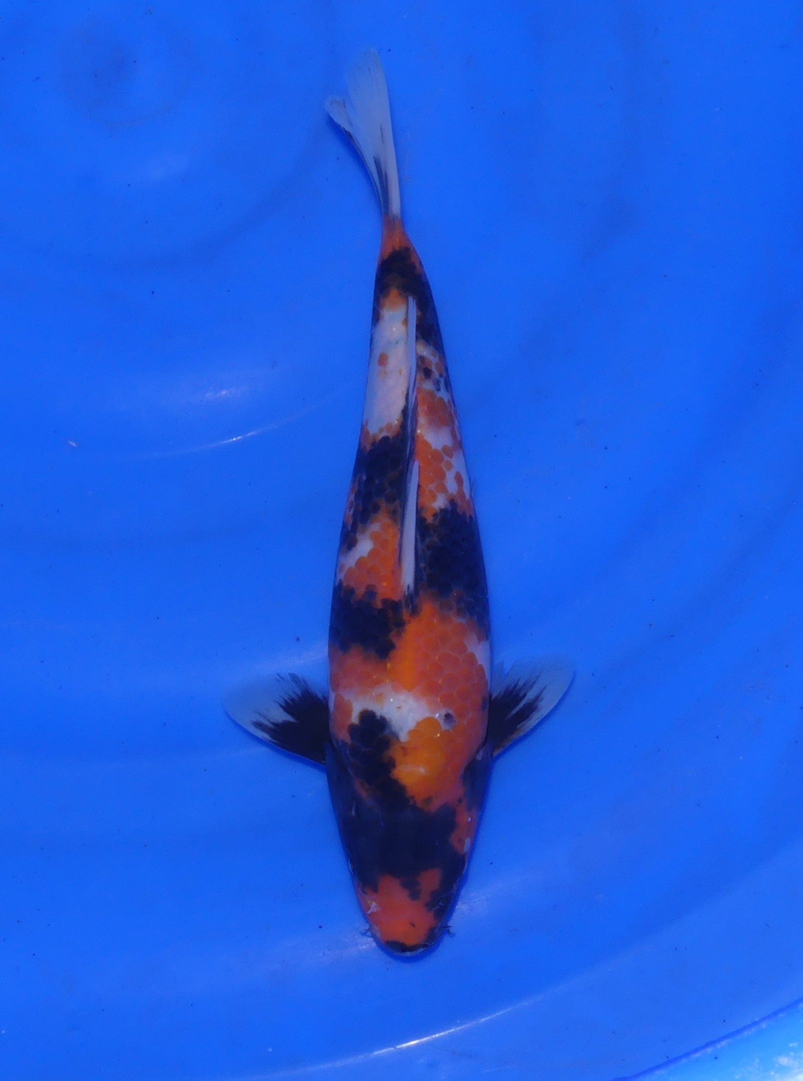 Showa, 25 cm, 2025, Tosai [5a1a58cb-4bed-434e-ae9b-43eb42981a36.jpg]