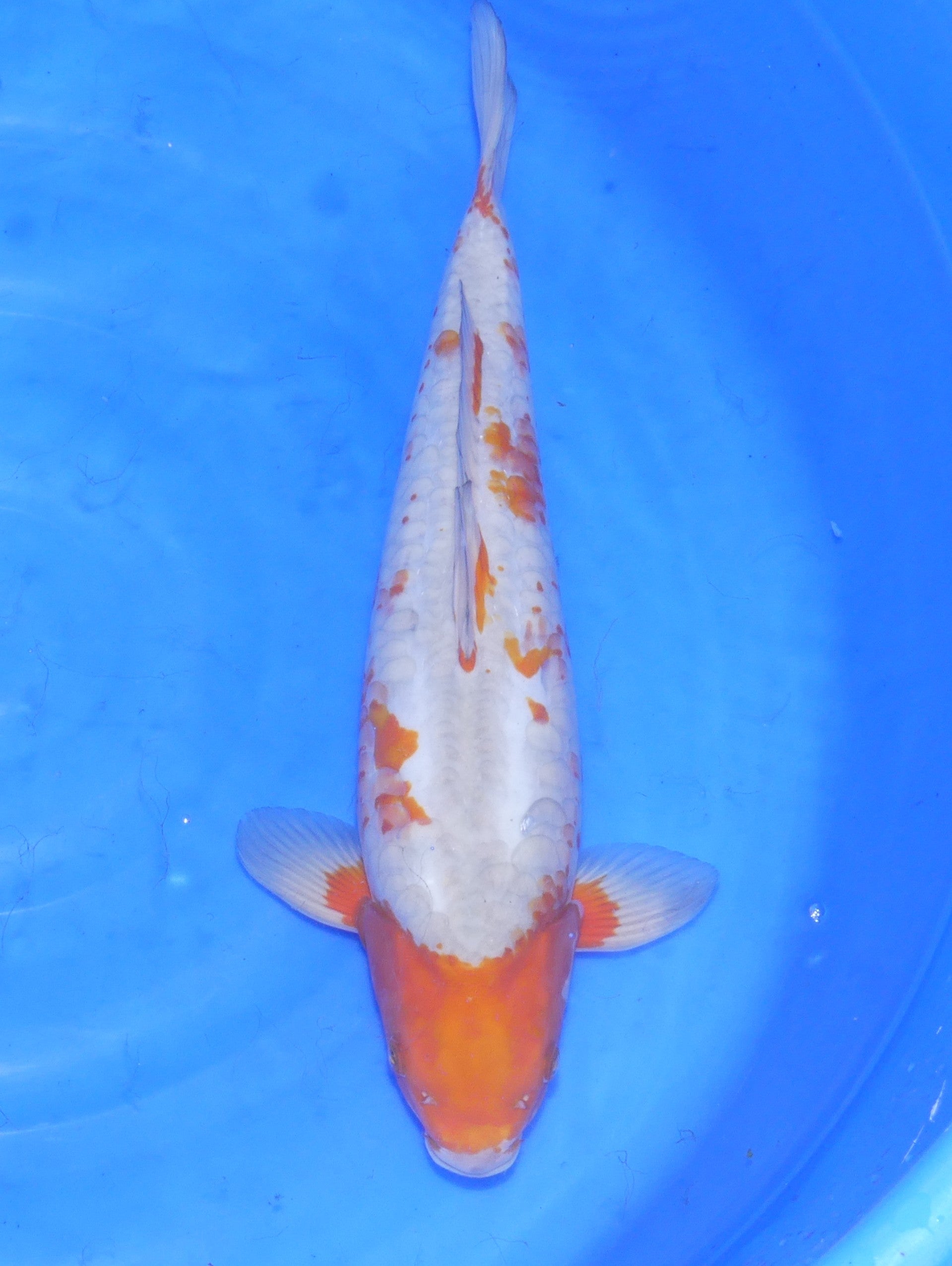 Doitsu Koyo, 48 cm, 2024, Nisai [5bdd88d5-d20e-4f18-b806-6d54c25f6d29.jpg]