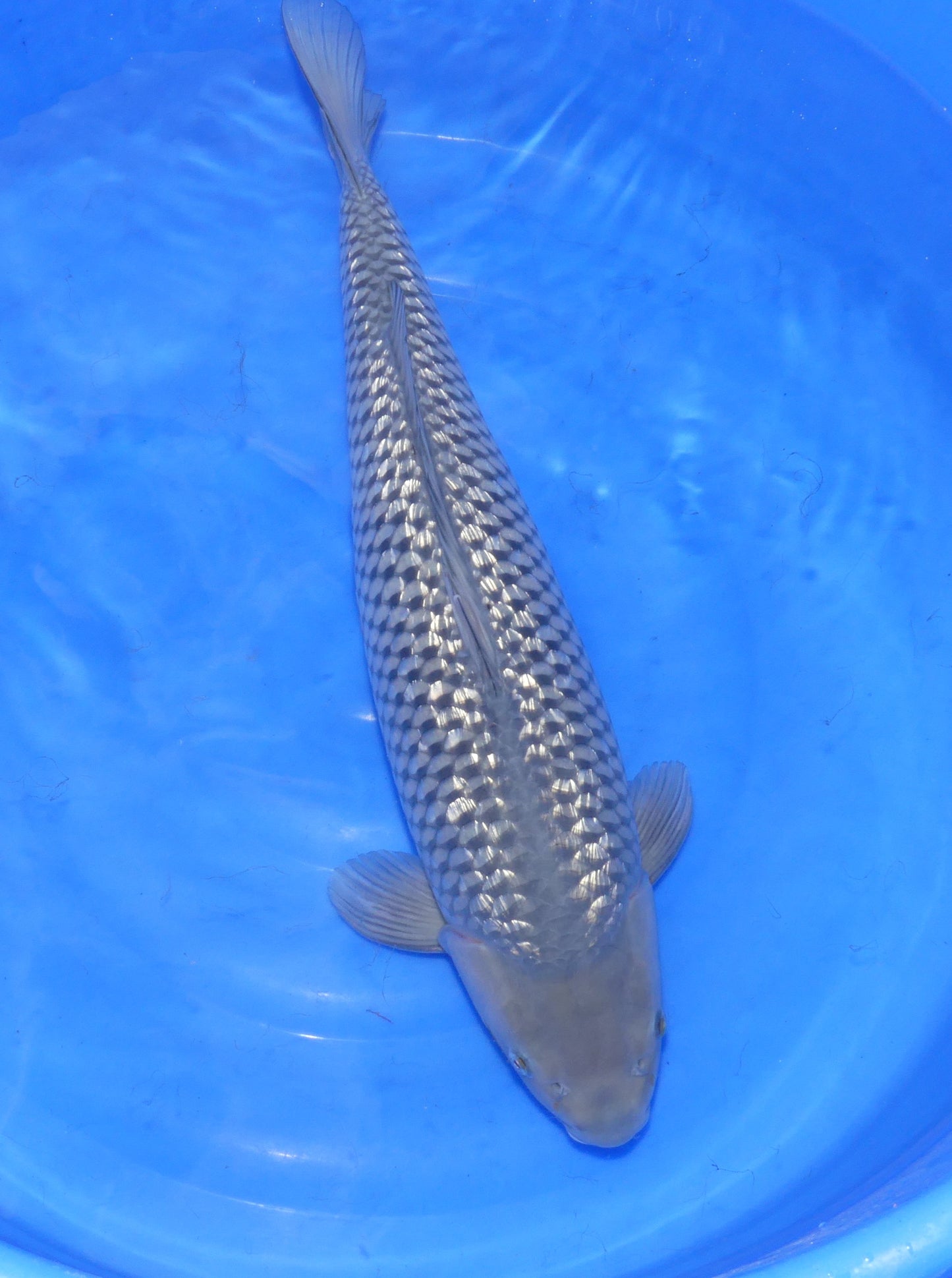 Ginrin Soragoi, 62 cm, 2023, Nisai, weiblich