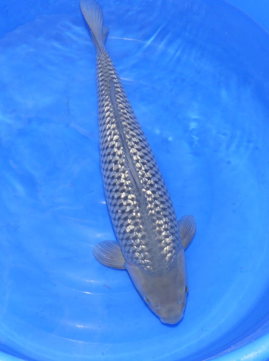 Ginrin Soragoi, 62 cm, 2023, Nisai, weiblich