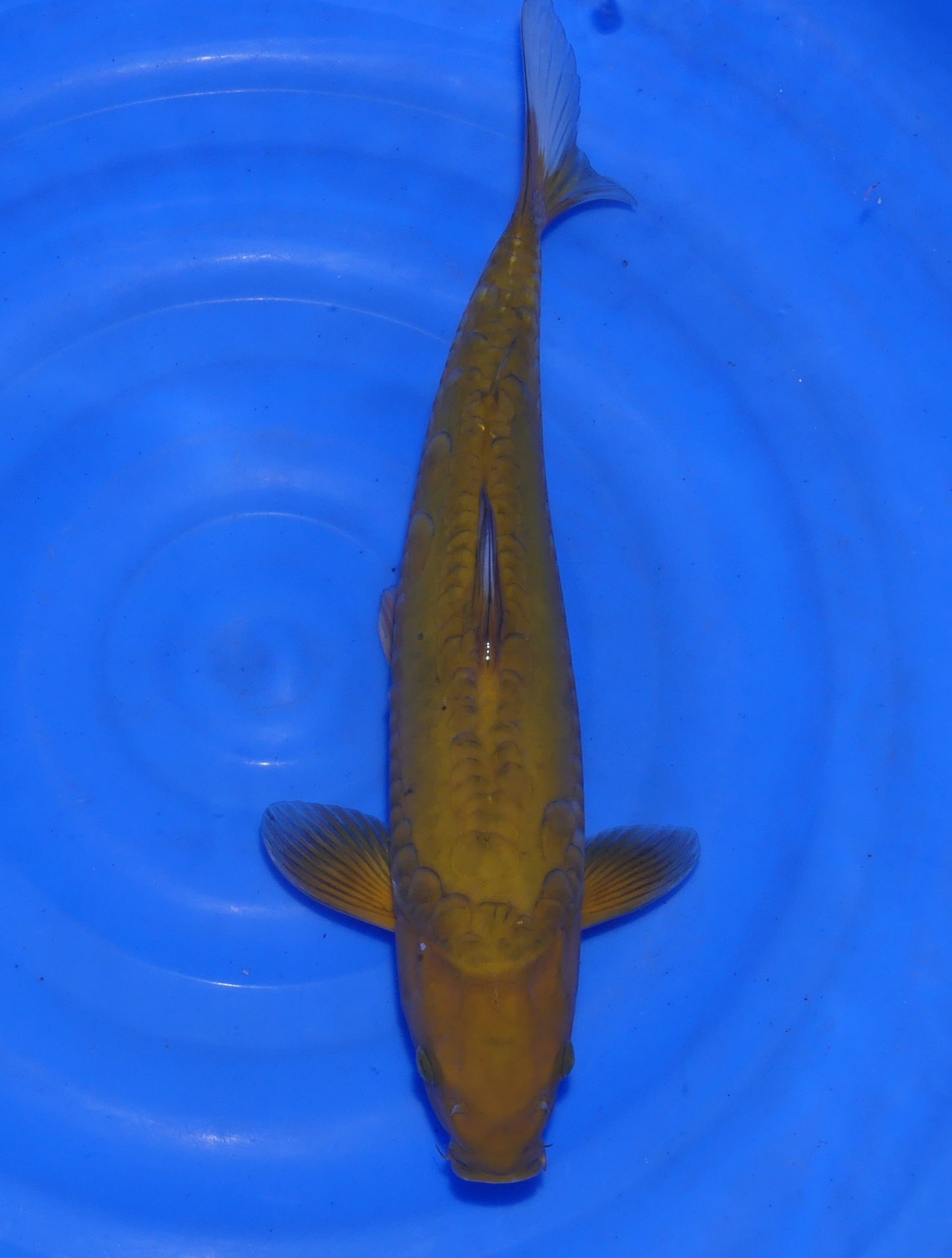 Doitsu Chagoi, 41 cm, 2024, Nisai, weiblich [67f82adf-2495-4ab5-ad1a-30be97b19b5c.jpg]