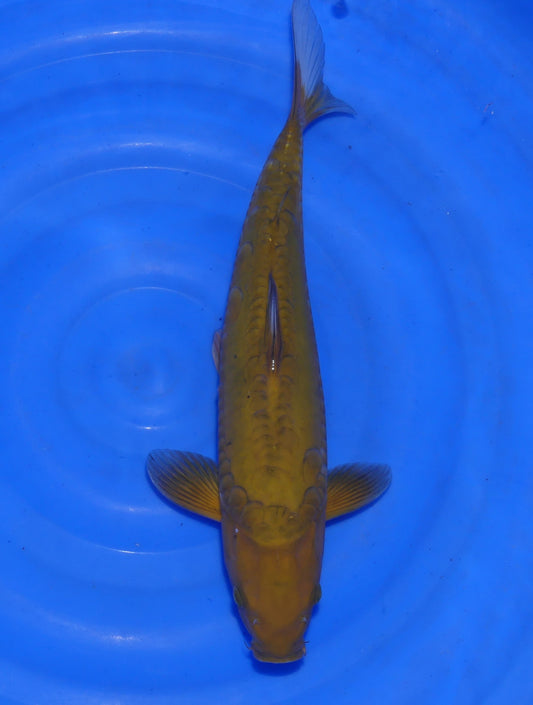 Doitsu Chagoi, 41 cm, 2024, Nisai, weiblich [67f82adf-2495-4ab5-ad1a-30be97b19b5c.jpg]