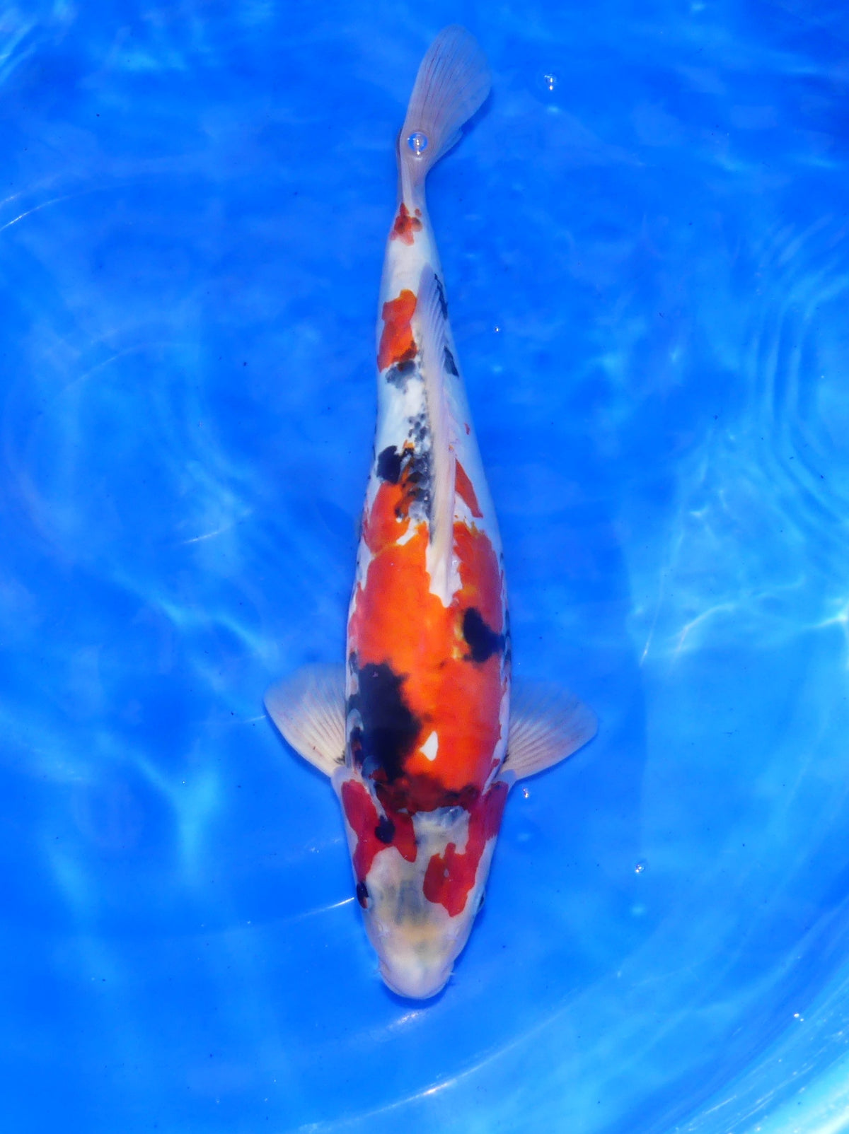 Doitsu Showa, 41 cm, 2025, Tosai [68cc07cc-f519-4733-8209-068ccd56f52b.jpg]